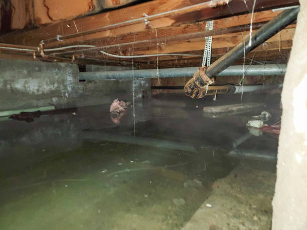 Best Ceiling water damage repair  in Indian Harbour Beach, FL