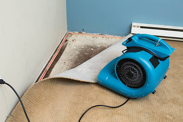 Best Professional water damage repair  in Indian Harbour Beach, FL